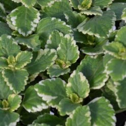 Variegated Plectranthus