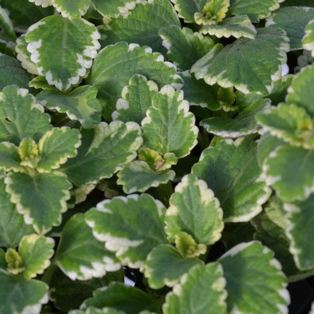 Variegated Plectranthus 3 Variegated Plectranthus