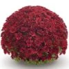 Belgian Mum® Vega Red Plant -Annual Plants Popular Shop vega red belgian mum plant 268 detail