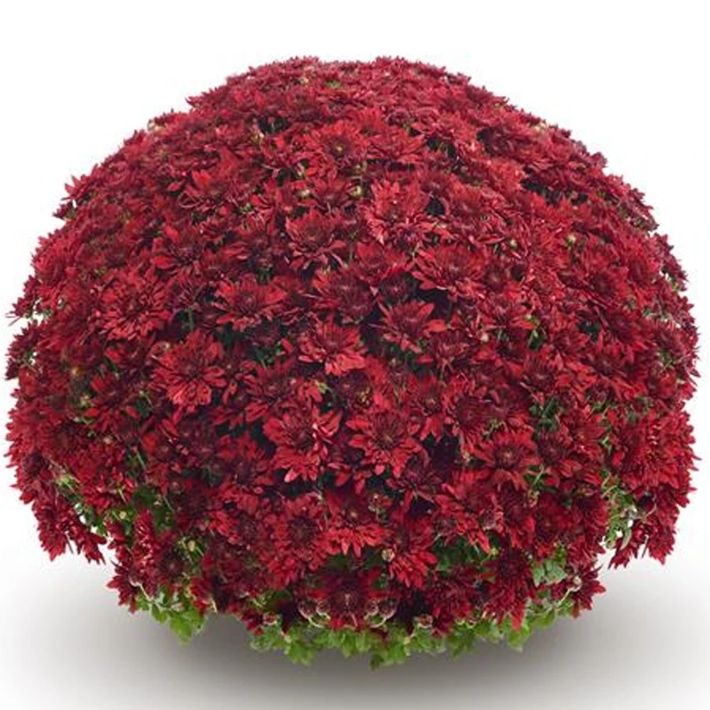 Belgian Mum® Vega Red Plant 3 Belgian Mum® Vega Red Plant