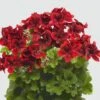 Aristo® Velvet Red Regal Geranium Plant 1 Aristo® Velvet Red Regal Geranium Plant -Annual Plants Popular Shop velvet red aristo regal geranium plant 222 detail