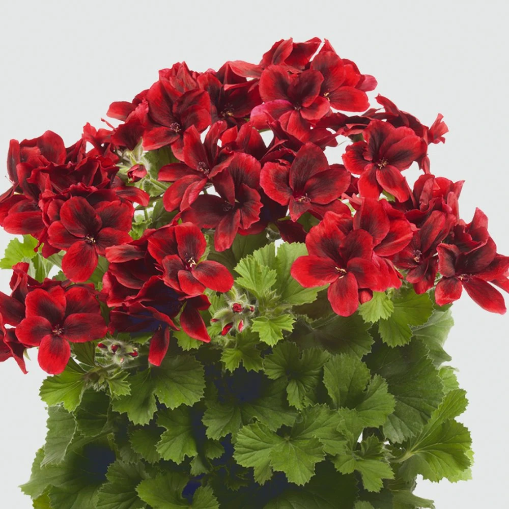 Aristo® Velvet Red Regal Geranium Plant 3 Aristo® Velvet Red Regal Geranium Plant