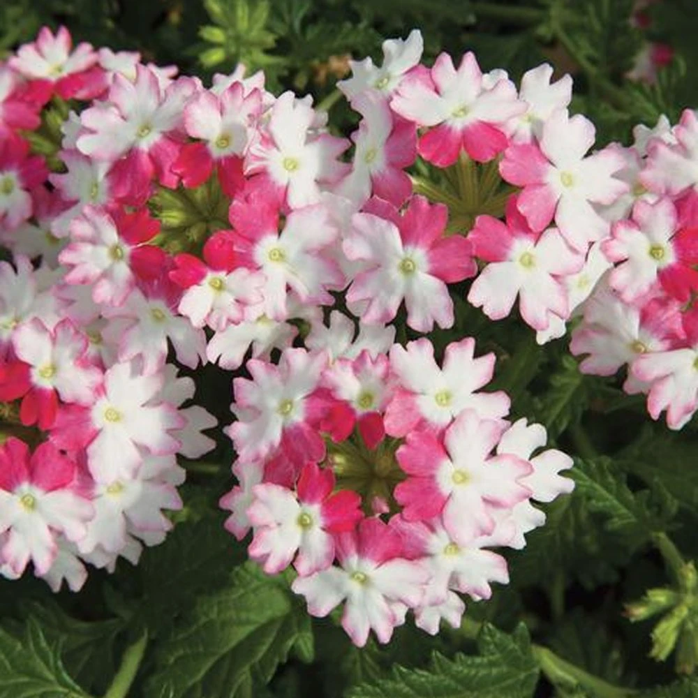Lanai® Twister Pink Verbena Plant 3 Lanai® Twister Pink Verbena Plant