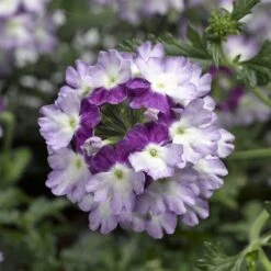 Lanai® Twister Purple Verbena Plant