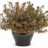 Vermillionaire® Large Firecracker Cuphea Plant -Annual Plants Popular Shop vermillionaire large firecracker plant cuphea plants for sale 633 detail