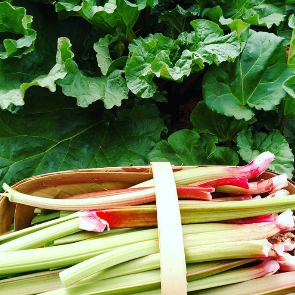 Victoria Rhubarb Plant 3 Victoria Rhubarb Plant