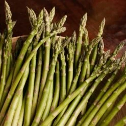 Walker Deluxe Asparagus Plant - 2-3 Year Crowns - 10-Pack