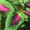 Watermelon Coleus Plant -Annual Plants Popular Shop watermelon coleus plant 773 detail
