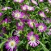 Wheels Of Wonder® Violet Wonder Delosperma (Ice Plant) -Annual Plants Popular Shop wheels of wonder violet wonder delosperma ice plant 1891 detail