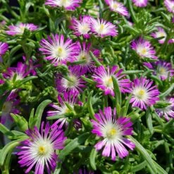 Wheels Of Wonder® Violet Wonder Delosperma (Ice Plant)