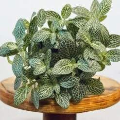 White Fittonia Nerve