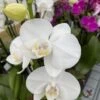 Pure White Phalaenopsis Orchid -Annual Plants Popular Shop white orchid plant 703 detail