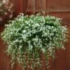 Snowtopia White Bacopa Plant -Annual Plants Popular Shop white snowtopia bacopa 1492 detail