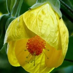 Yellow Bells Abutilon