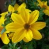 Yellow Glow Bidens Plant -Annual Plants Popular Shop yellow glow bidens 1056 detail
