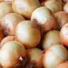 Yellow Sweet Spanish Onion -Annual Plants Popular Shop yellow sweet spanish onion plant 1210 detail
