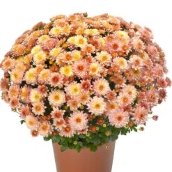 Chelsey Coral Yoder Garden Mum Plant