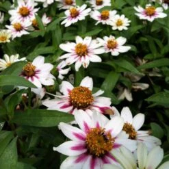 Zahara Starlight Rose Zinnia