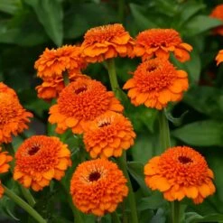 Zinderella Orange Zinnia