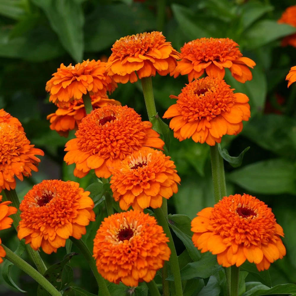 Zinderella Orange Zinnia 3 Zinderella Orange Zinnia