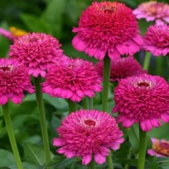 Zinderella Purple Zinnia