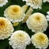 Zinderella White Zinnia -Annual Plants Popular Shop zinderella white zinnia plant 340 detail