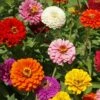 State Fair Mix Zinnia -Annual Plants Popular Shop zinnia state fair mix plant 1464 detail