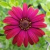 Zion™ Red Osteospermum Plant 1 Zion™ Red Osteospermum Plant -Annual Plants Popular Shop zion red osteospermum plant 995 detail