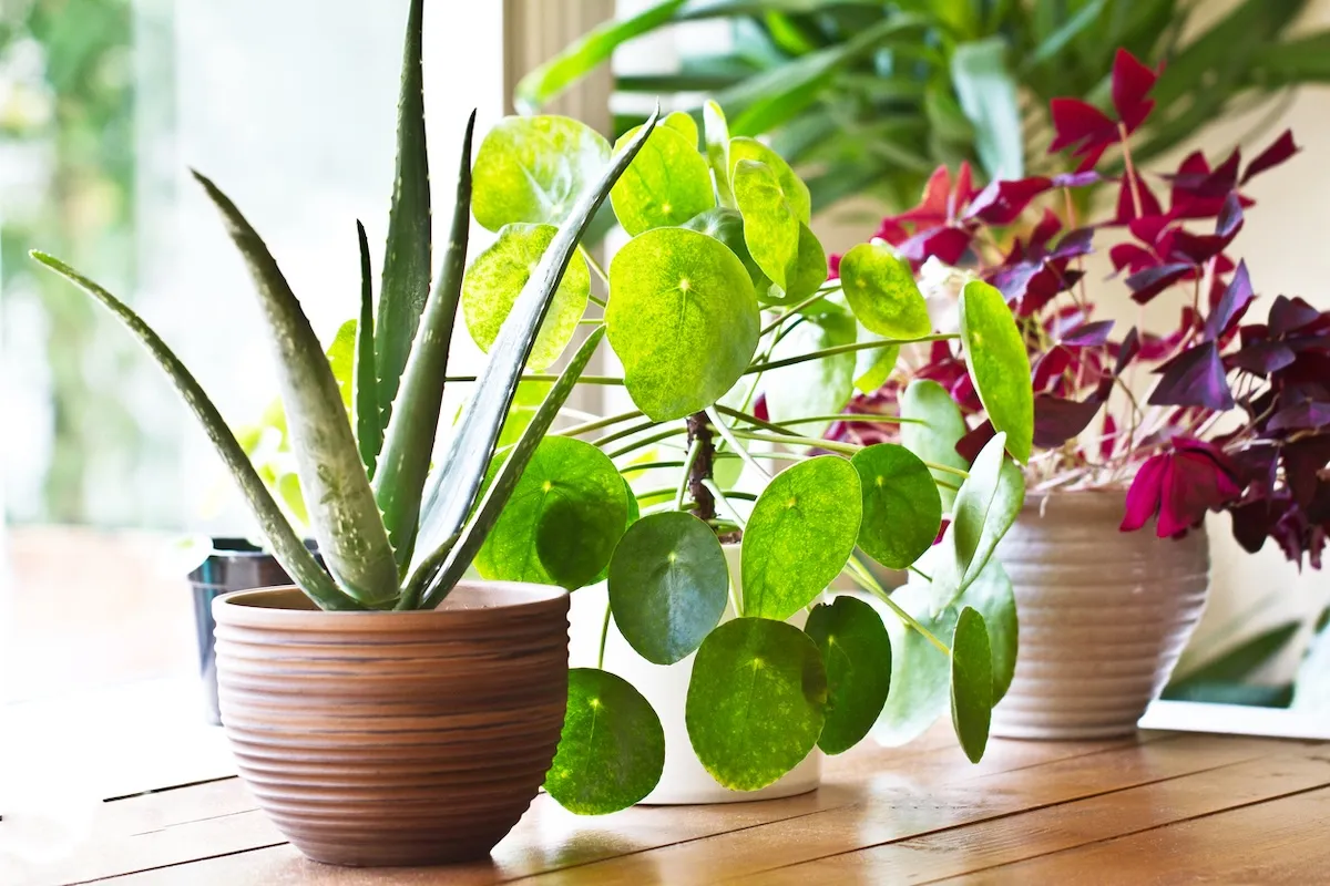 Annual Plants Popular Shop -Annual Plants Popular Shop iStock 839958456 best houseplants for south facing windows